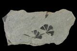 Pennsylvanian Fossil Horsetail (Annularia) Plate - Kentucky #137747-1